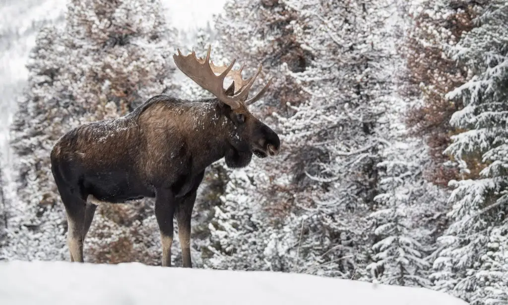 A Moose in Winter in Jasper National Park, Canada