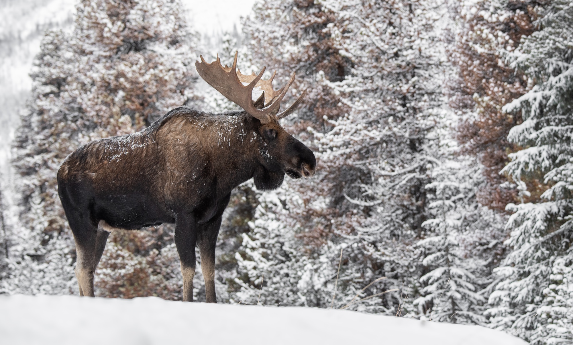 A Moose in Winter in Jasper National Park, Canada