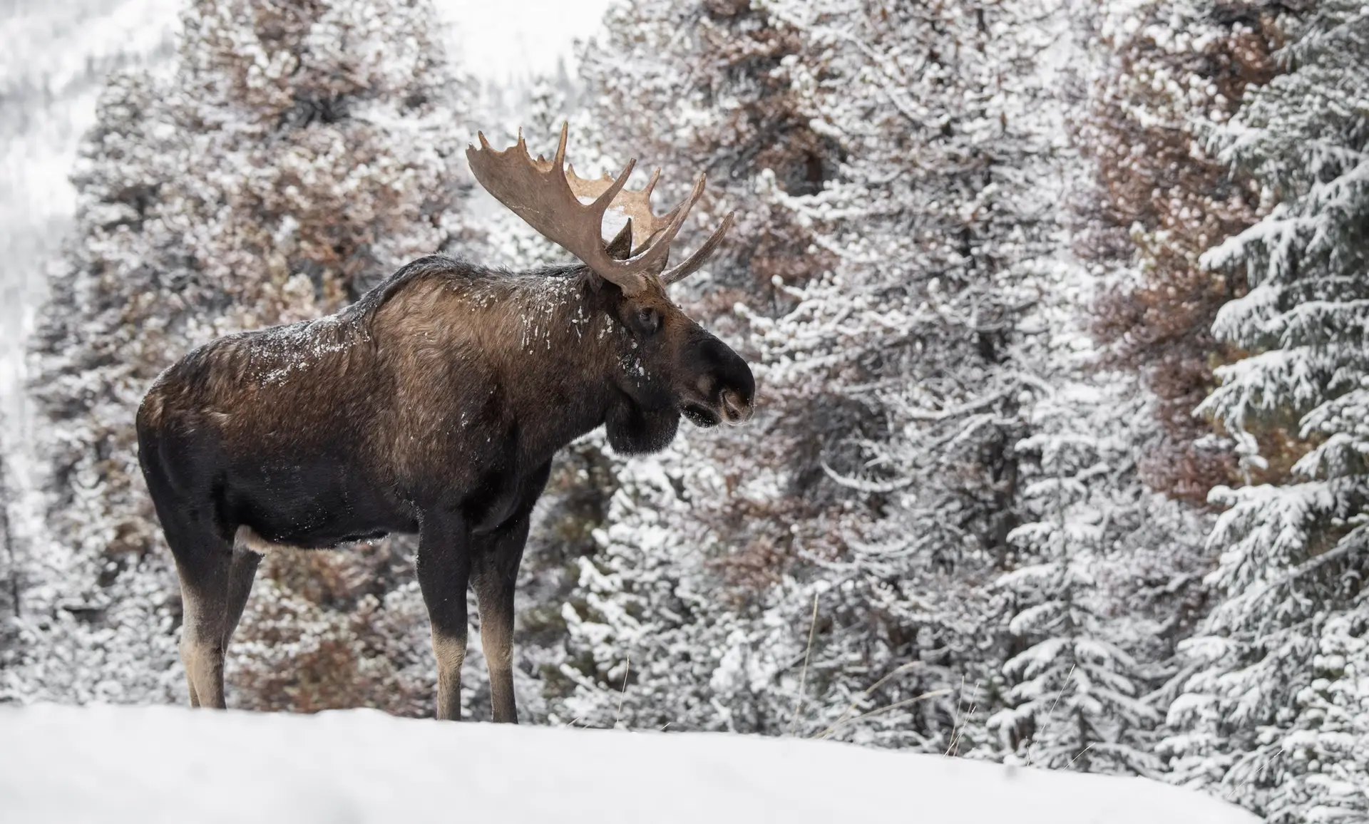 A Moose in Winter in Jasper National Park, Canada