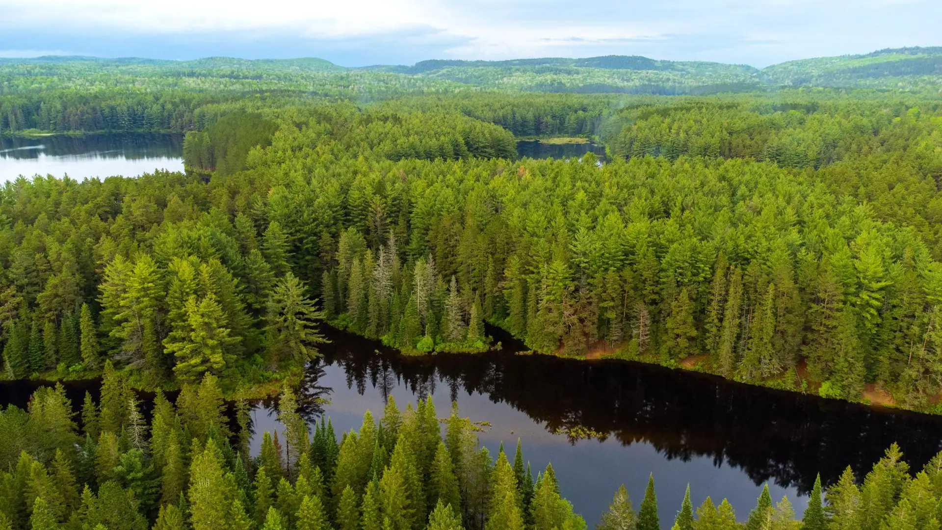 Drone view of a thick forest in Algonquin park, Canada with green trees and a river