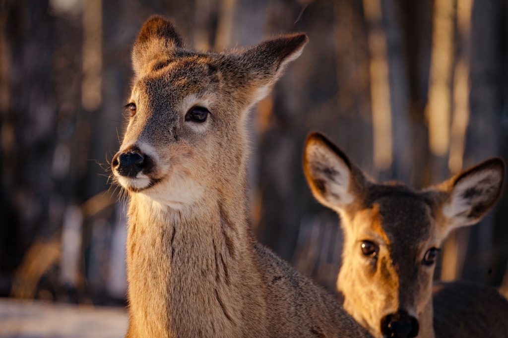 Young deer in winter forest of Thunder Bay, Ontario