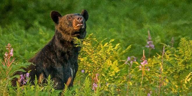 black Bear Sniffing